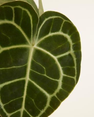 Anthurium Flamingoblumen Clarinervium