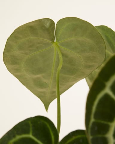 Anthurium Flamingoblumen Clarinervium
