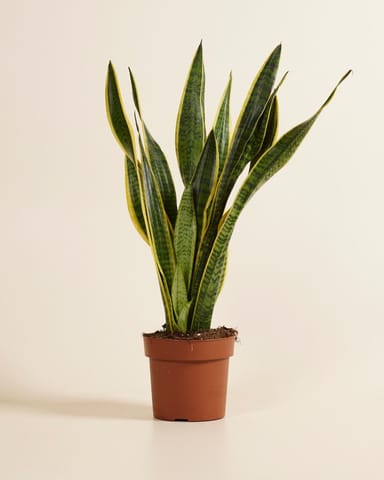 Sansevieria Laurentie Bogenhanf