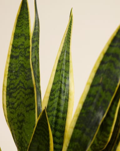 Sansevieria Laurentie Bogenhanf
