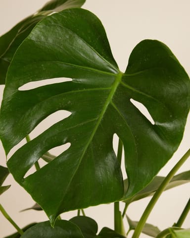 Monstera Deliciosa Fensterblatt Fensterblatt