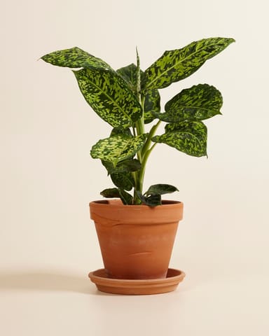 Dieffenbachia Schweigrohr Reflector