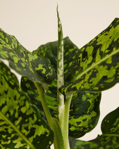 Dieffenbachia Schweigrohr Reflector