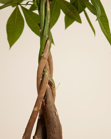 Pachira Money tree Aquatica