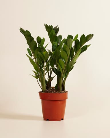 Zamioculcas Glücksfeder Zamiifolia