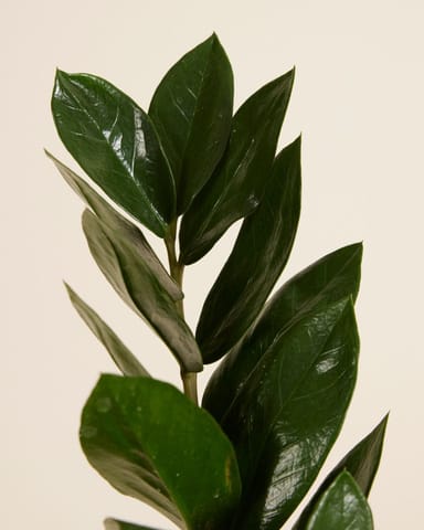 Zamioculcas Glücksfeder Zamiifolia
