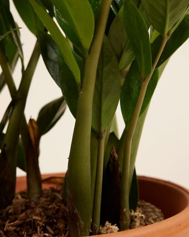 Zamioculcas Glücksfeder Zamiifolia
