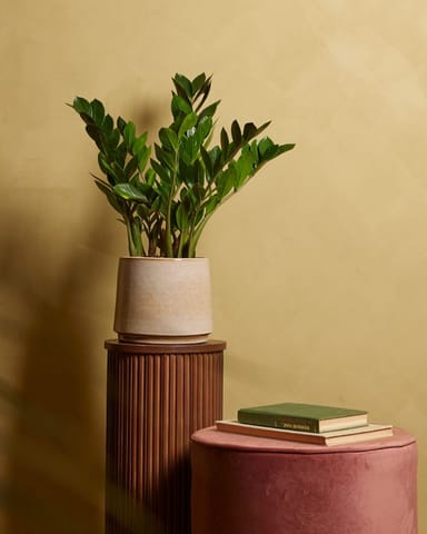 Zamioculcas Glücksfeder Zamiifolia