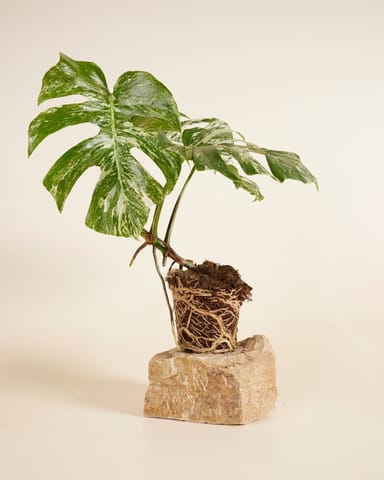 Monstera Fensterblatt Deliciosa Variegated