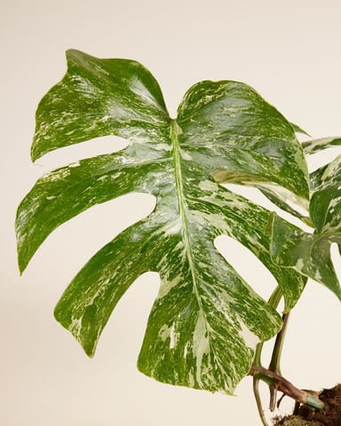 Monstera Fensterblatt Deliciosa Variegated