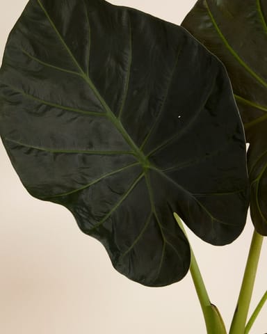 Alocasia Elefantenohr Regal Shield