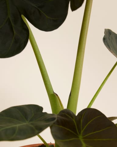Alocasia Elefantenohr Regal Shield