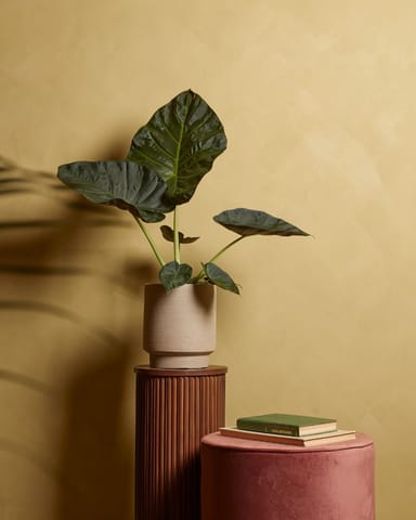 Alocasia Elefantenohr Regal Shield