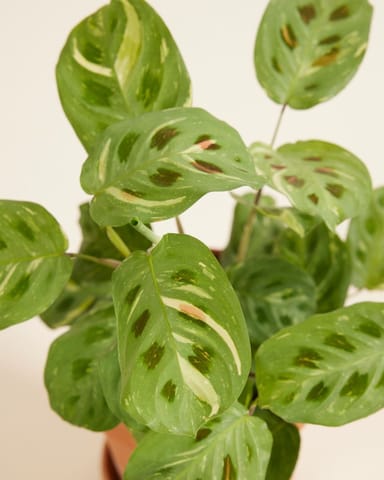 Maranta Gebetspflanze Kerchoveana Variegated