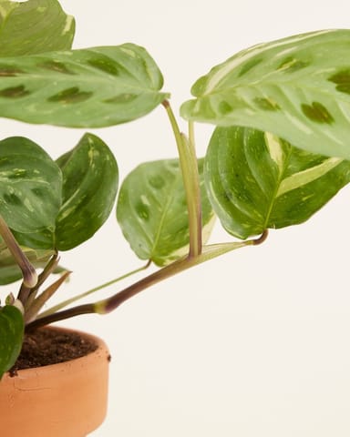 Maranta Gebetspflanze Kerchoveana Variegated
