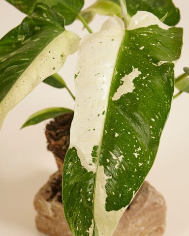 Philodendron Baumfreund Jose Buono
