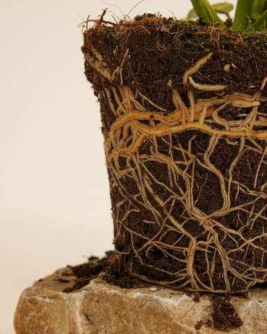 Philodendron Baumfreund Jose Buono