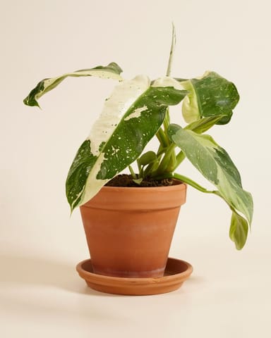 Philodendron Baumfreund Jose Buono