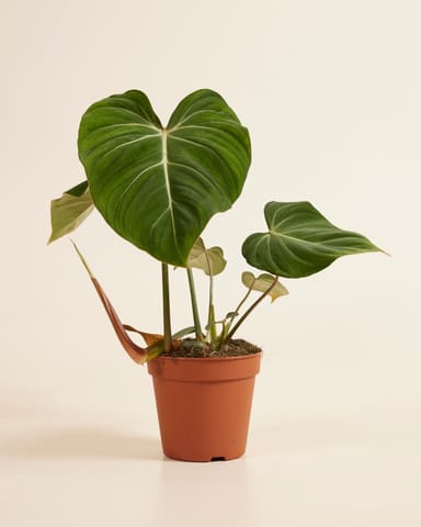 Philodendron Baumfreund Gloriosum