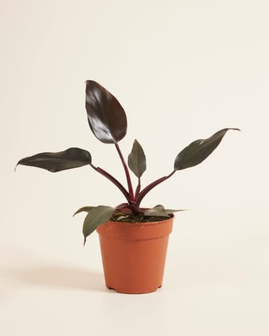 Philodendron Baumfreund Burgundy Princess