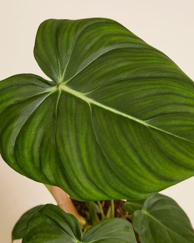 Philodendron Baumfreund McDowell