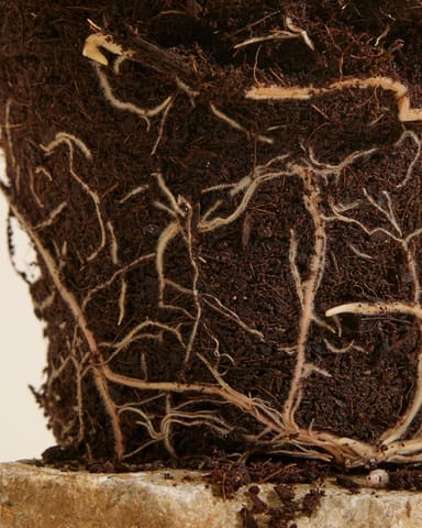 Philodendron Baumfreund McDowell