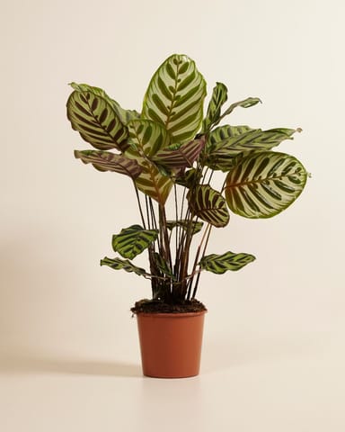 Calathea Pfeilwurze Makoyana