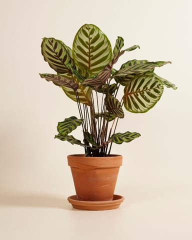 Calathea Pfeilwurze Makoyana