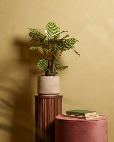 Calathea Pfeilwurze Makoyana