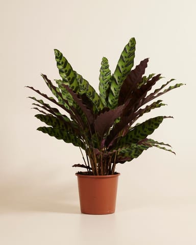 Calathea Pfeilwurze Insigne