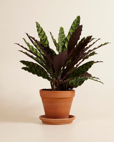 Calathea Pfeilwurze Insigne