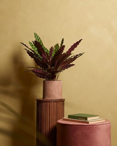 Calathea Pfeilwurze Insigne