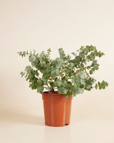 Eucalyptus Gunnii