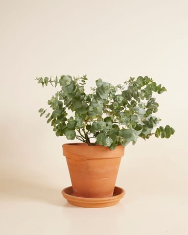 Eucalyptus Gunnii