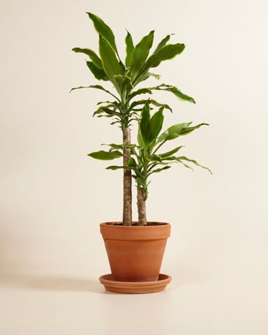Dracaena Drachenbaum Golden Coast