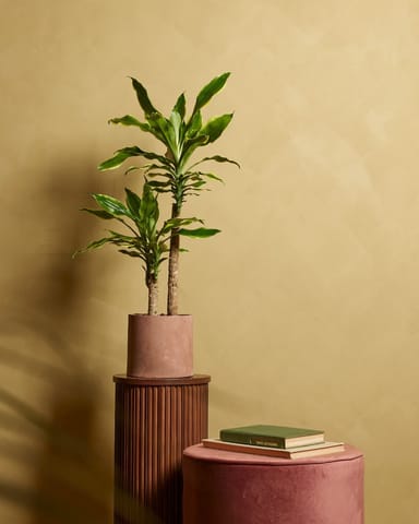 Dracaena Drachenbaum Golden Coast