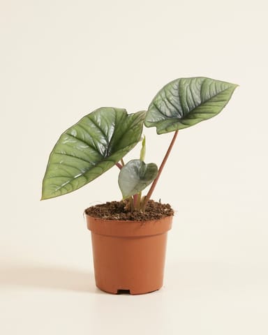 Alocasia Elefantenohr Platinum