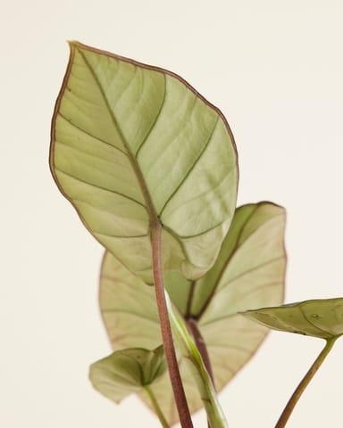 Alocasia Elefantenohr Platinum