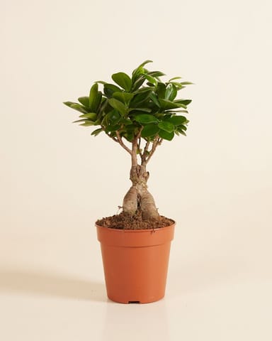 Ficus Ginseng