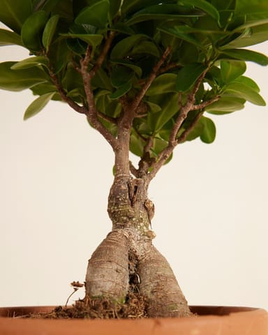 Ficus Ginseng