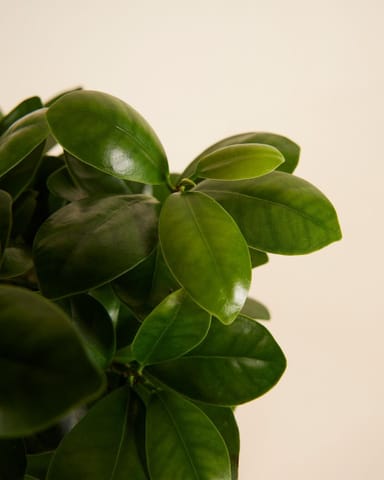 Ficus Ginseng
