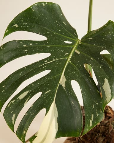 Monstera Fensterblatt Thai Constellation (B-grade)