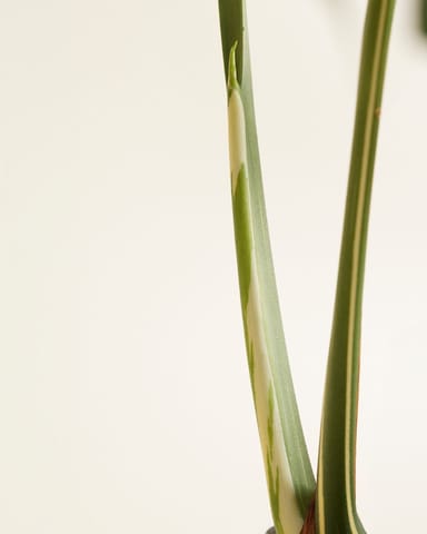 Monstera Fensterblatt Thai Constellation (B-grade)