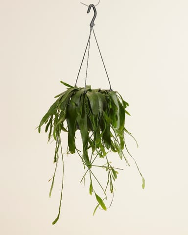 Rhipsalis Korallenkaktus Ramulosa Red Coral