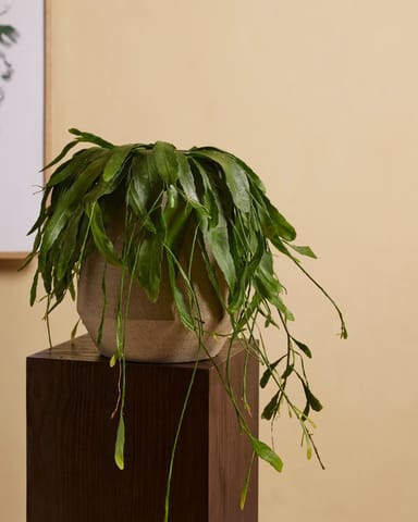 Rhipsalis Korallenkaktus Ramulosa Red Coral