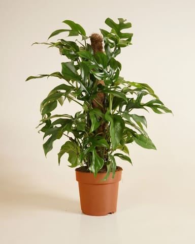 Rhaphidophora Monstera Minima Tetrasperma