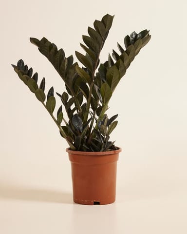 Zamioculcas Glücksfeder Raven
