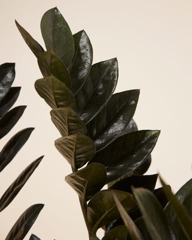 Zamioculcas Glücksfeder Raven