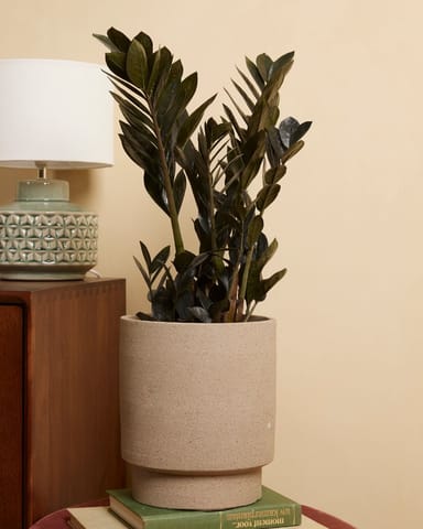 Zamioculcas Glücksfeder Raven