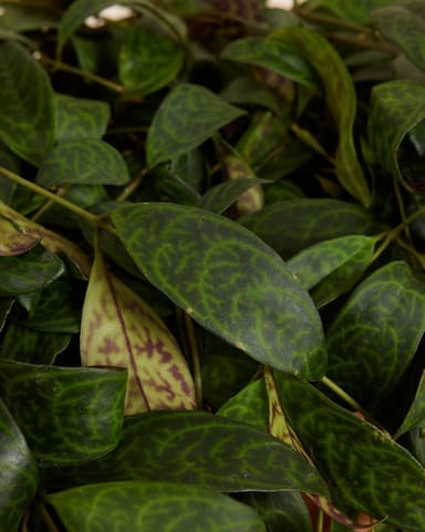Aeschynanthus Schamblume Marmoratus